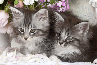 Two silver tabby & white sisters